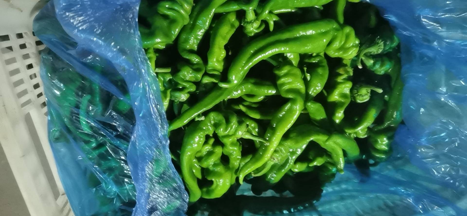 新鲜扇贝与清洗后的螺丝椒整齐摆放,准备下锅 处理好的扇贝与螺丝椒