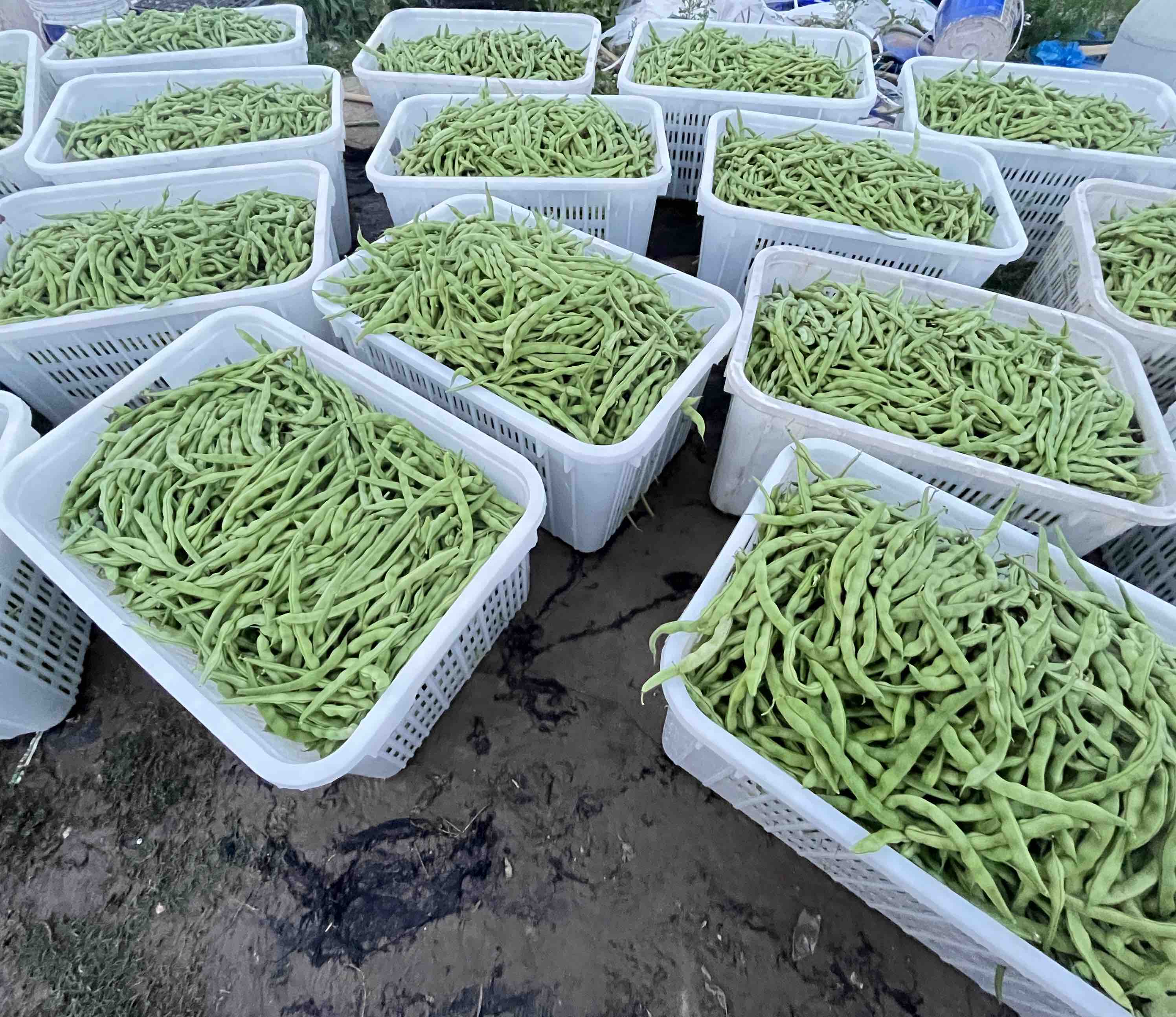 新鲜采摘的白花四季豆装篮图
