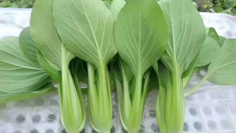 新鲜上海青(小油菜)整株特写,突出叶片肥厚、叶色浓绿、叶脉清晰、根部洁白带细须根,体现高水分与新鲜度,背景为天然木质砧板,强调家庭厨房食用场景 油菜特写高清图:新鲜翠绿油菜整株,叶片肥厚油亮,叶脉清晰呈浅绿色,根部洁白微带须根,背景为木质砧板