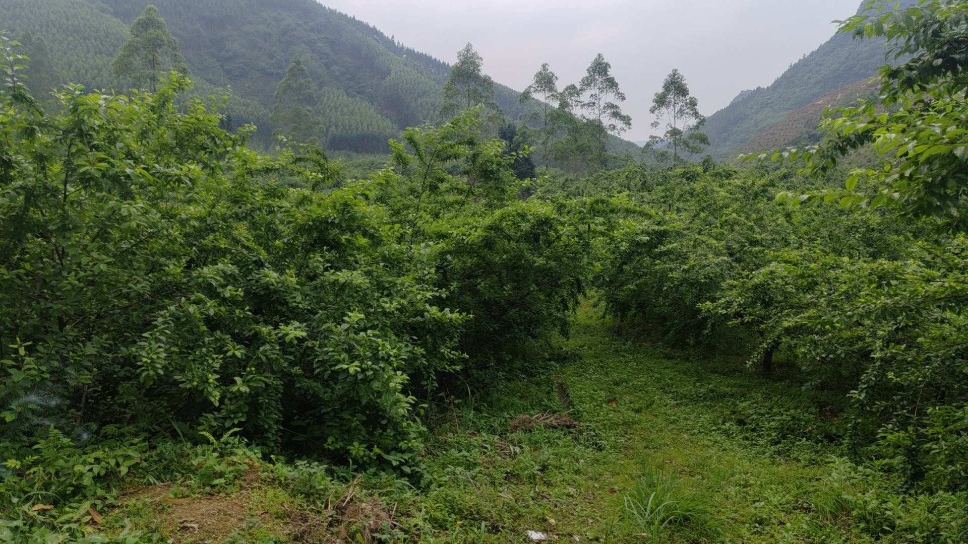 三华李果园航拍图