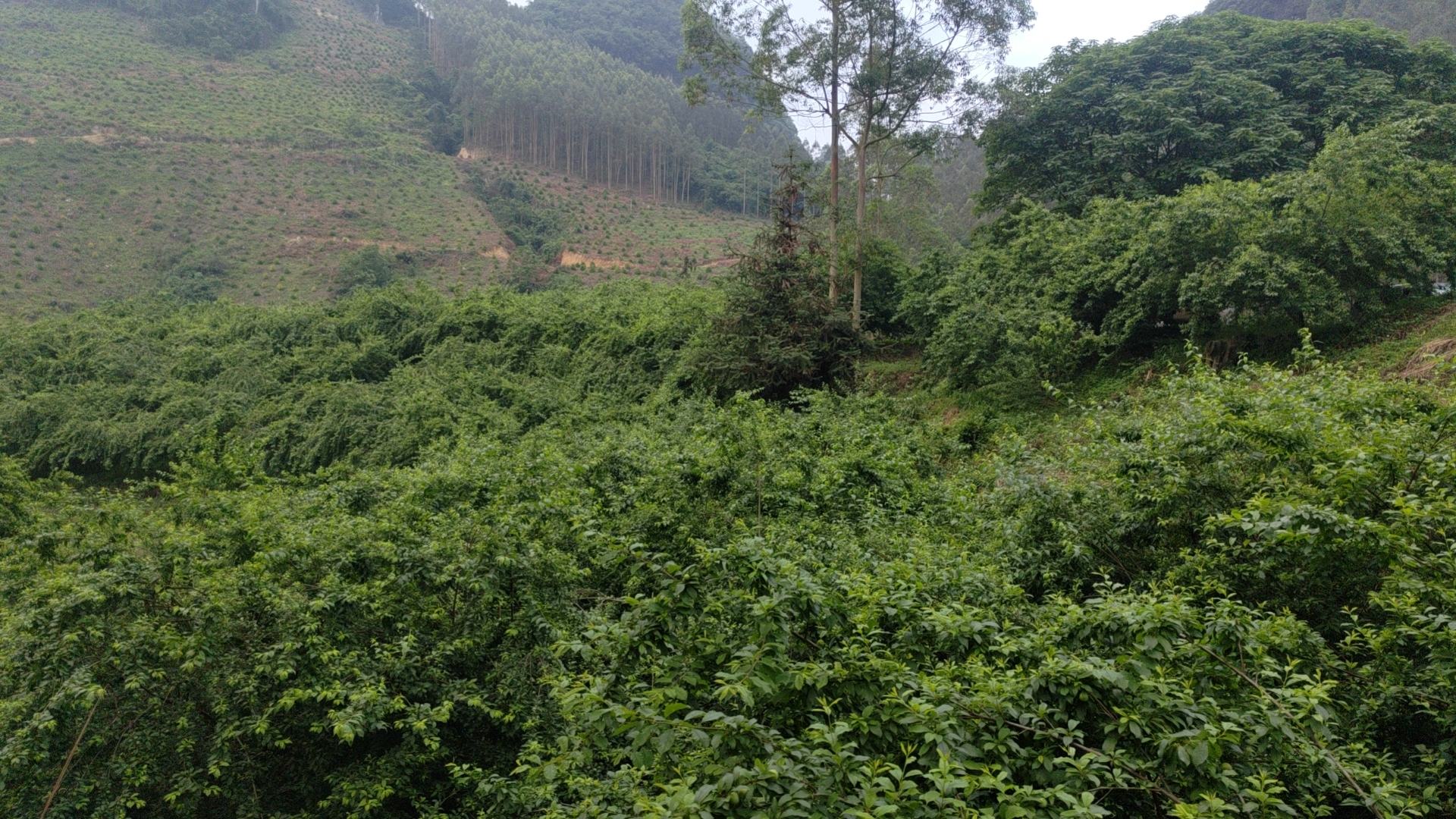 广东韶关翁源县三华镇三华李核心产区实景——凸显地理标志产品道地性与生态种植环境 翁源三华镇核心产区航拍:连片梯田式李园,盛果期紫红果实缀满枝头,远处山峦云雾缭绕