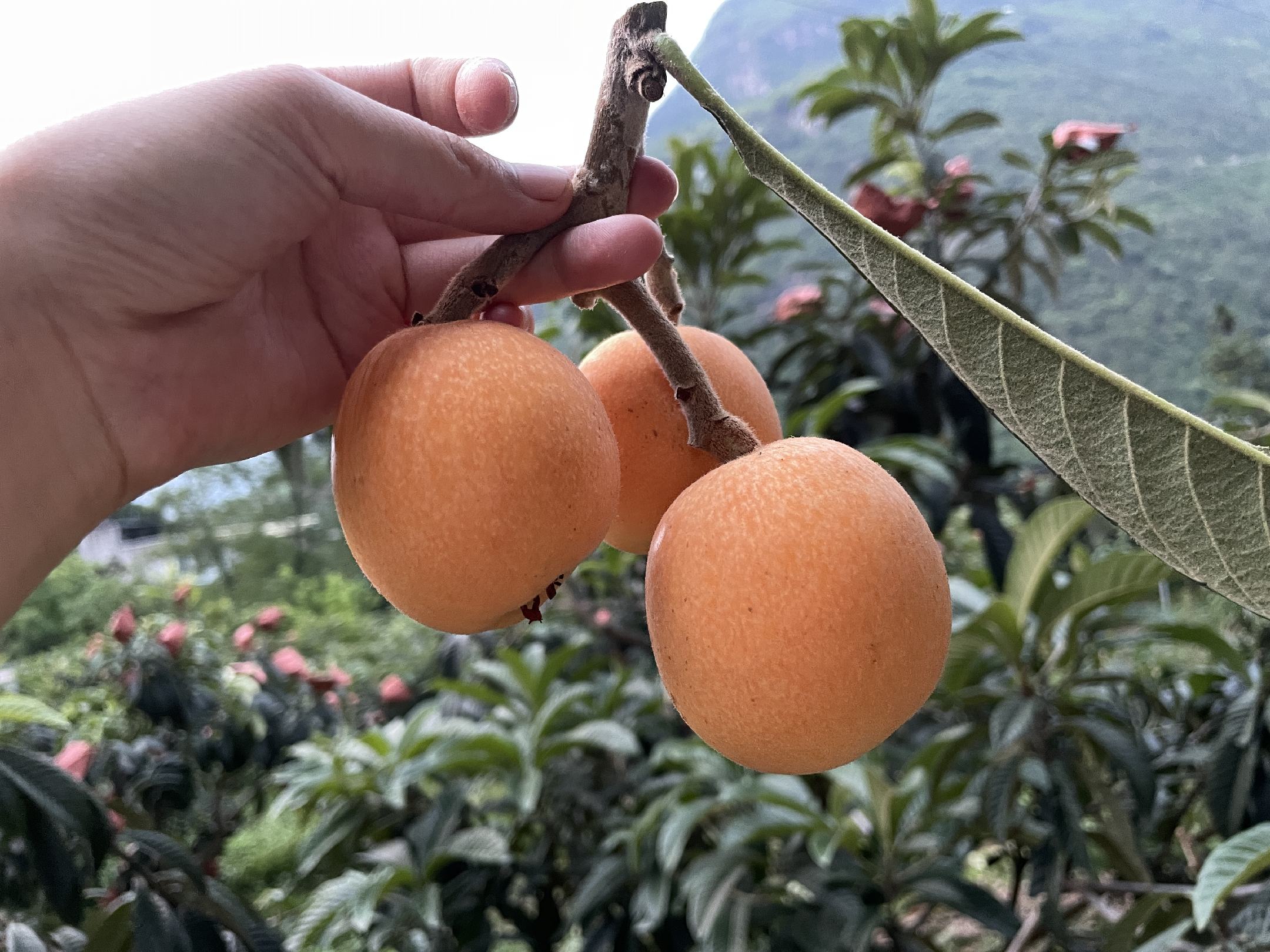 大五星枇杷果园采摘场景