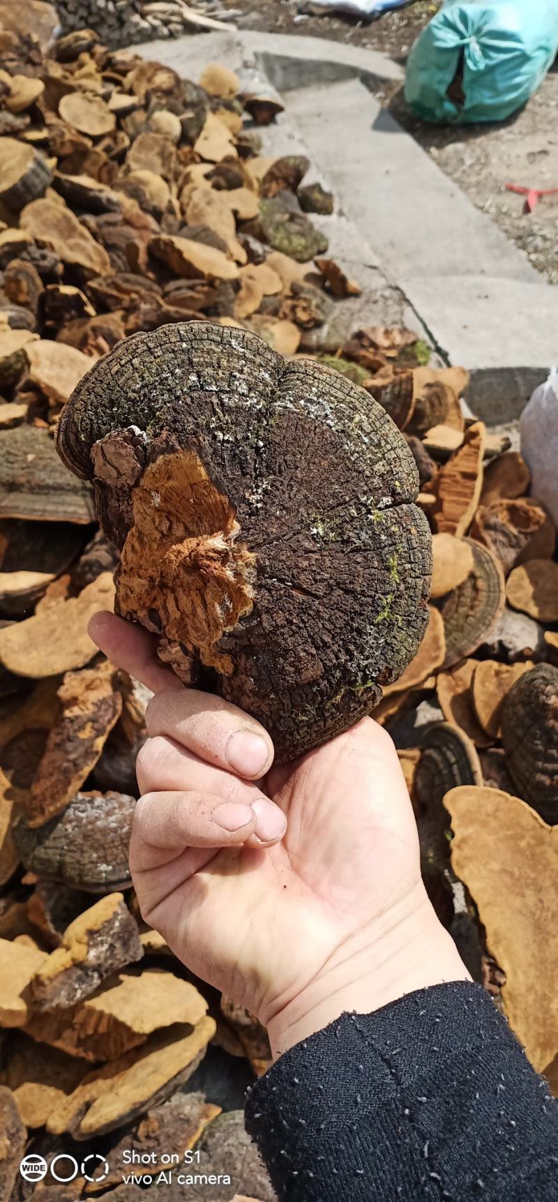 紫油桑黄——紫油黄——榧木黄