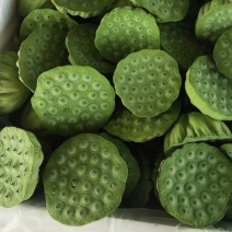 北京鲜莲蓬大量供应，原产地直发青莲蓬，嫩莲蓬
