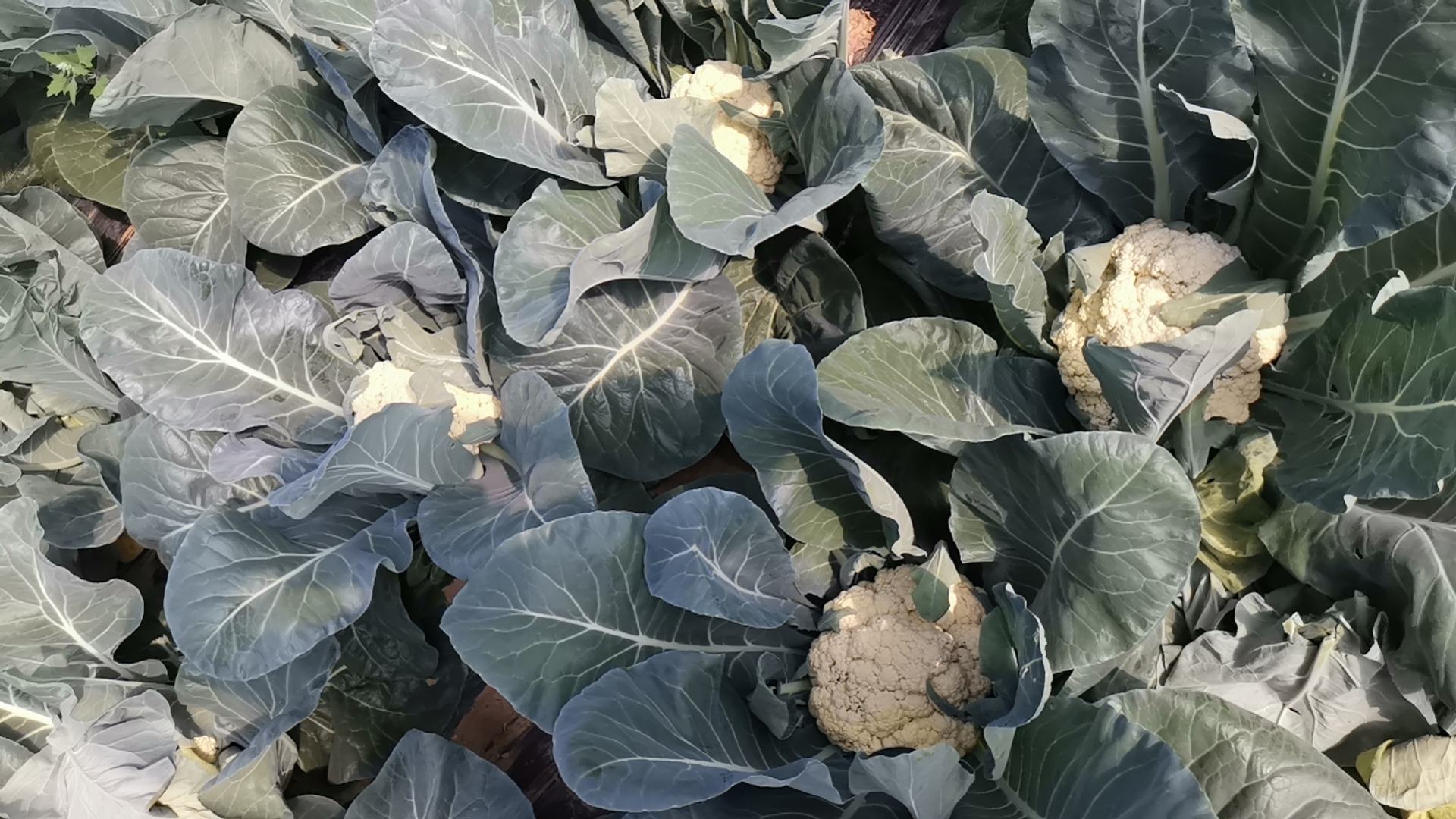 白花菜花盛开的田野