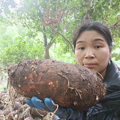 七星区荔浦芋头产地行情