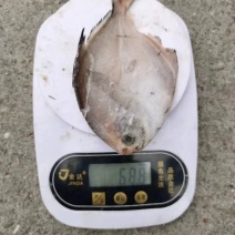 仓鱼