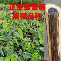 正宗绿奇楠黑棋内熟品种