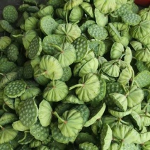 广东嫩莲蓬大量发货供应商源头基地直供青莲蓬