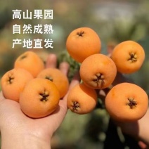 [精品枇杷]大五星枇杷原产地发货四川汉源枇杷欢迎来电