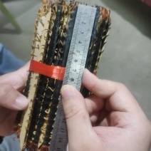 红头蜈蚣