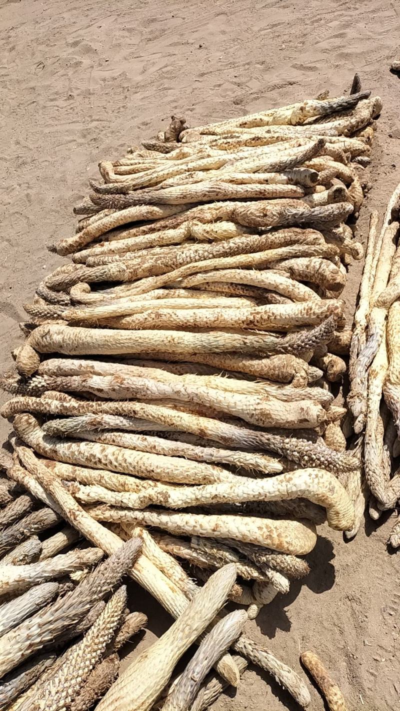 [肉苁蓉批发]甘肃酒泉金塔县肉苁蓉 15.00元/斤肉苁蓉 _ 一亩田