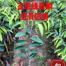 正宗绿奇楠红骨凹身内熟品种