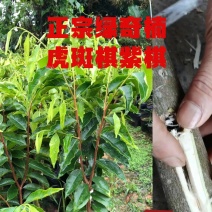 正宗绿奇楠虎斑紫棋内熟品种
