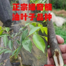 正宗绿奇楠油叶子内熟品种