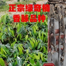 正宗绿奇楠香脉内熟品种