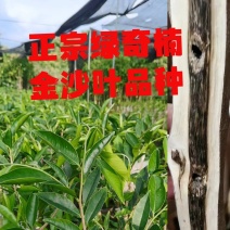 正宗绿奇楠金沙叶内熟品种