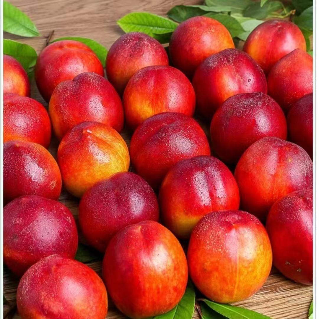 展示一颗完整的518油桃,果皮光滑,颜色鲜艳,背景为果园或自然环境 518油桃的外观展示