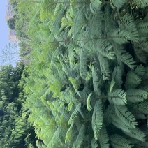 1米高度苗、蓝花楹