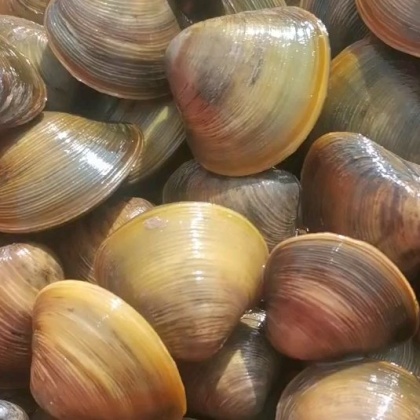 蛤蜊价格行情_今日蛤蜊价格多少钱一斤 _ 一亩田