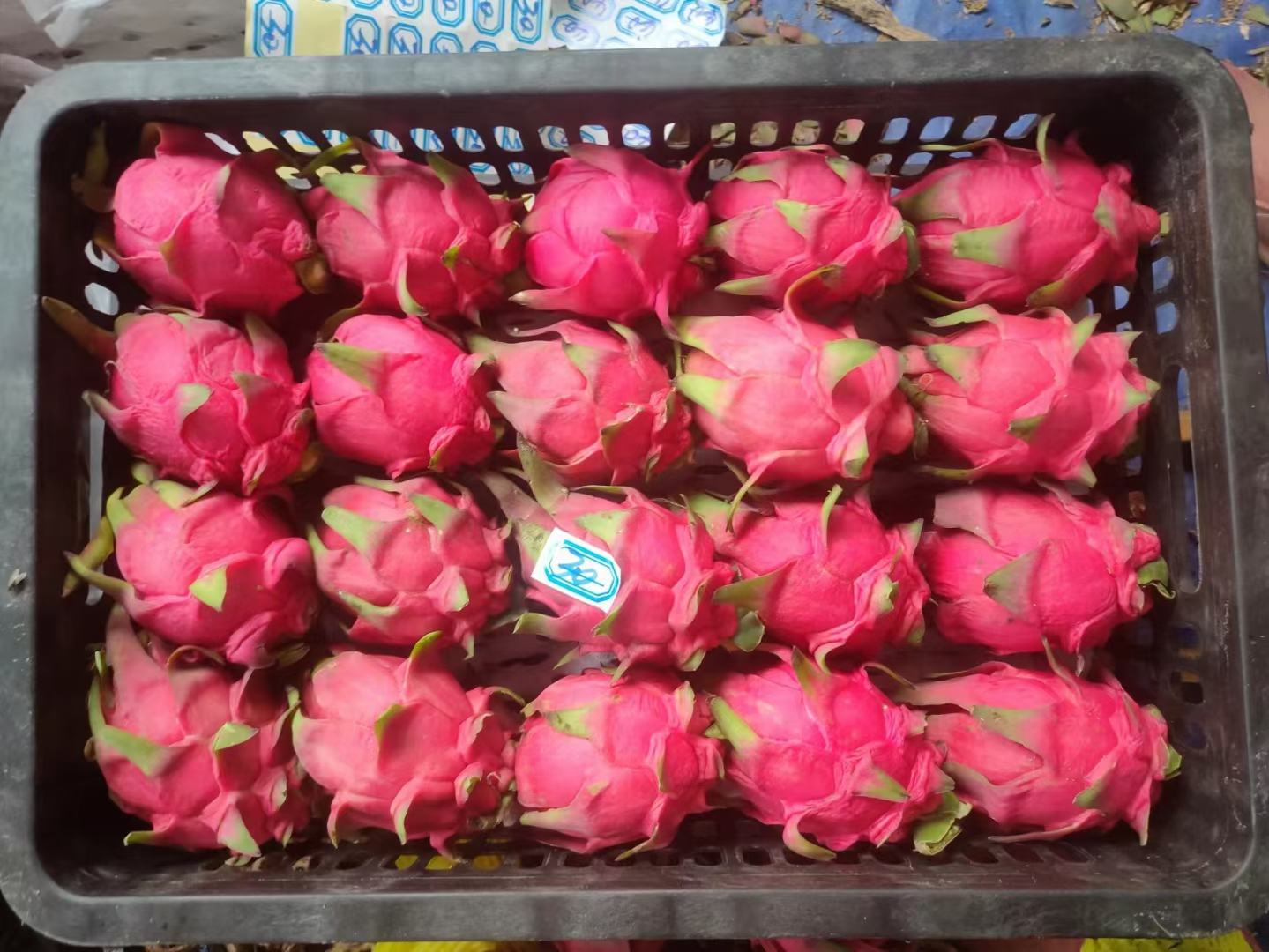 小红心火龙果与标准秤对比图