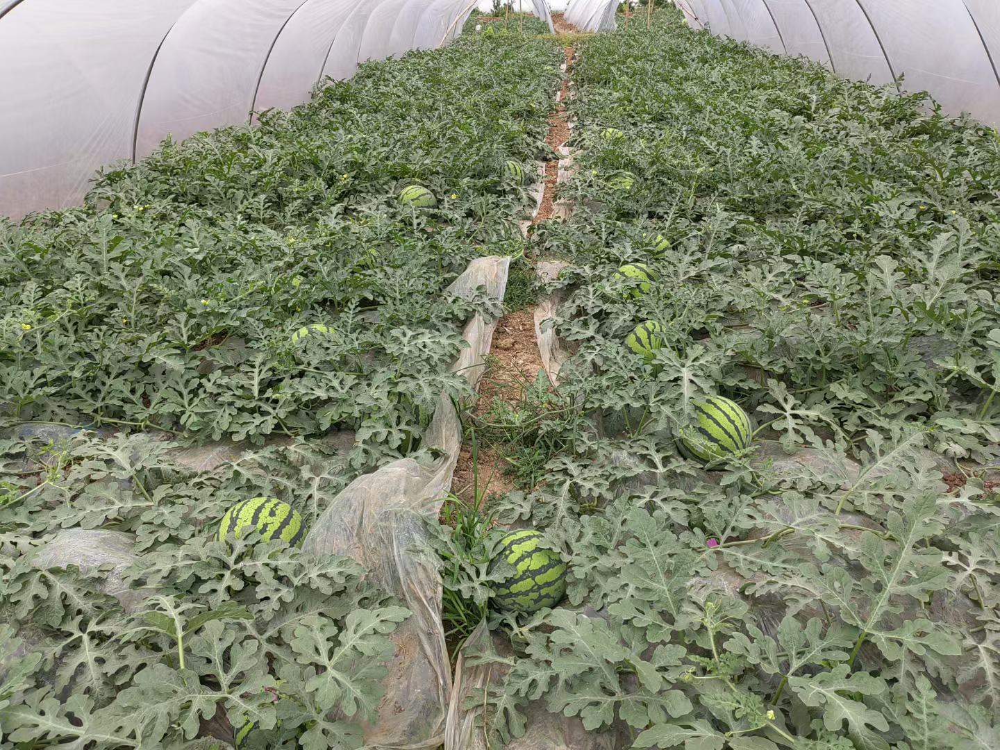 河南兰考8424西瓜种植基地