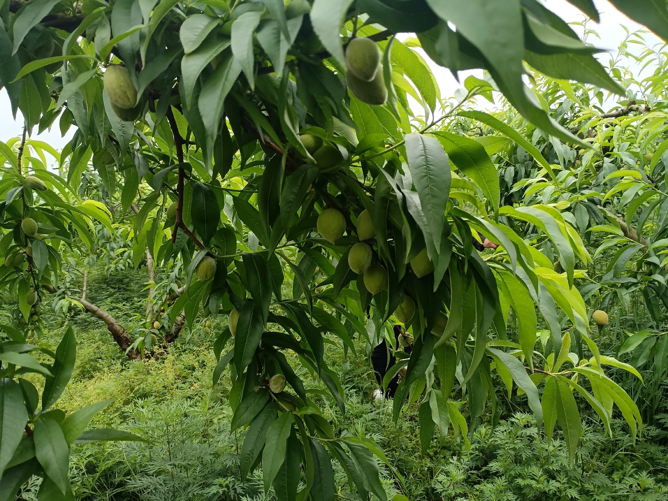 展示密桃黄黄桃在果园中整齐排列的种植场景,果树枝繁叶茂,果实挂满枝头 密桃黄果园种植场景