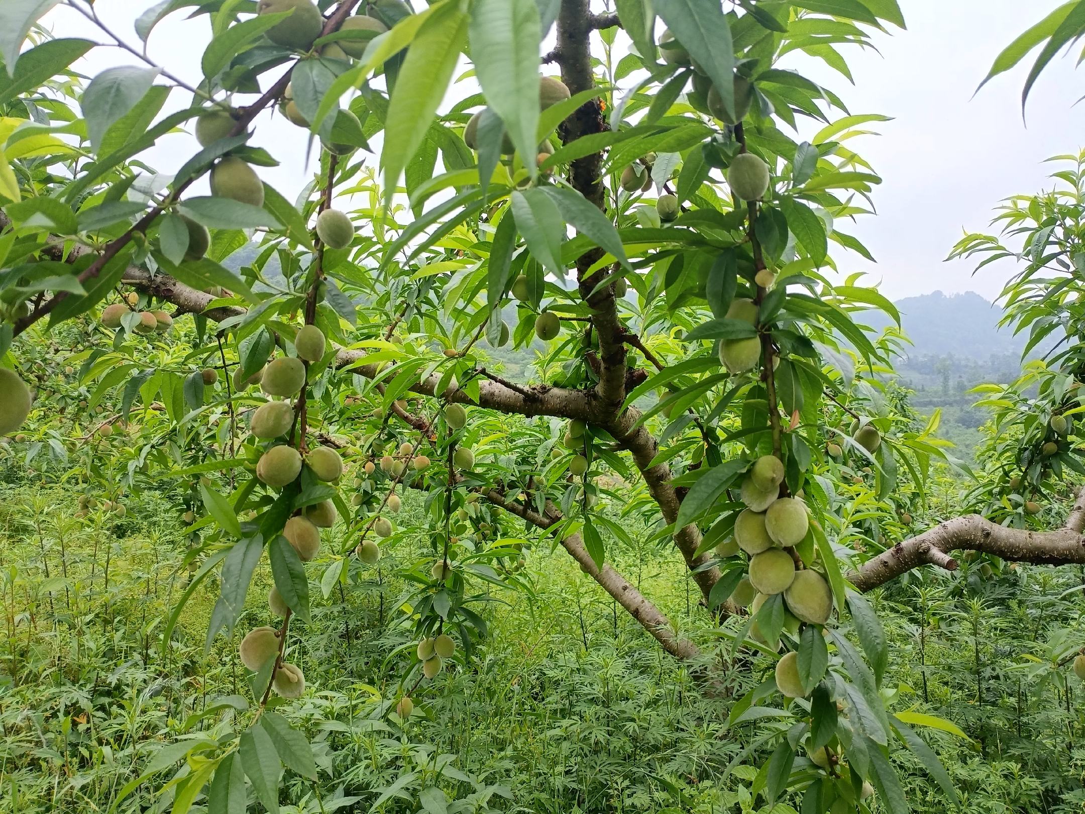 果园中黄桃树与枇杷树共生种植实景图