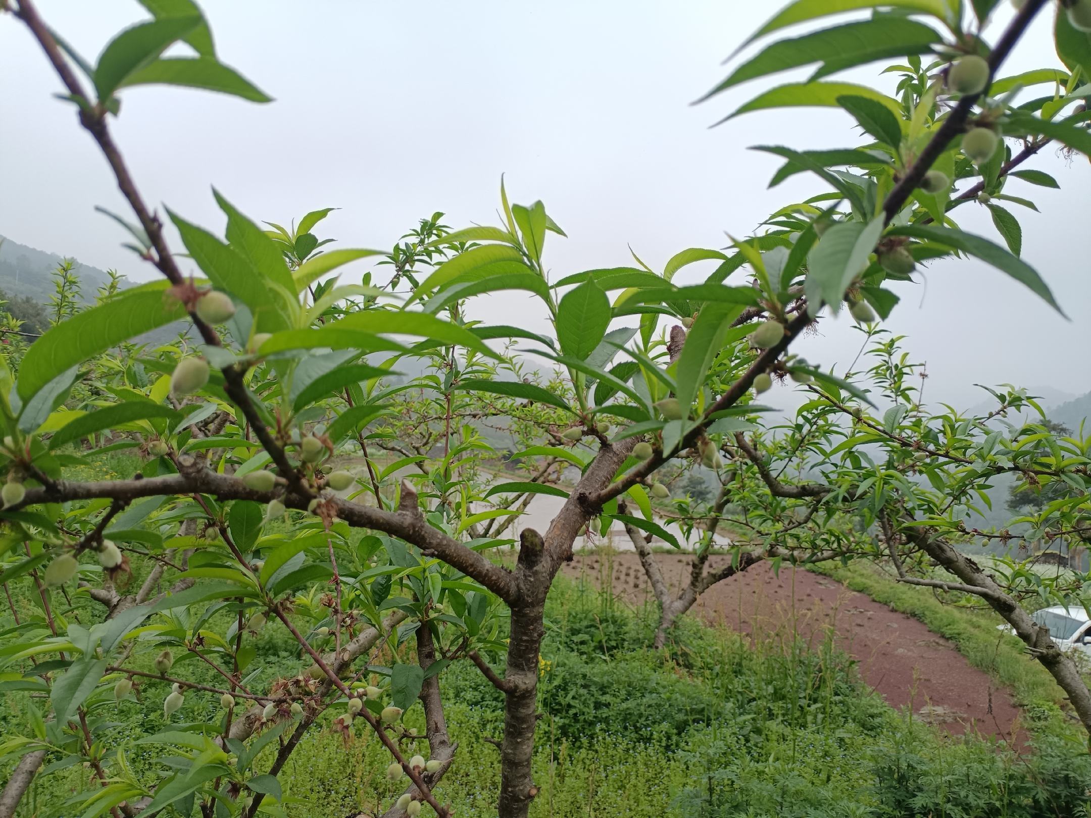 左侧为典型黄桃树,枝条上挂满带绒毛的金黄色果实;右侧为黄油桃树,果实表面光滑发亮,呈红晕覆盖的橙黄底色;背景为山东蒙阴县果园实景,两排树木分列田埂两侧 黄桃与黄油桃植株对比图