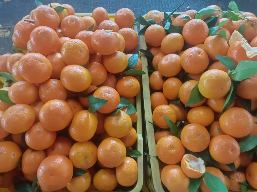 市场中消费者挑选夏橙场景