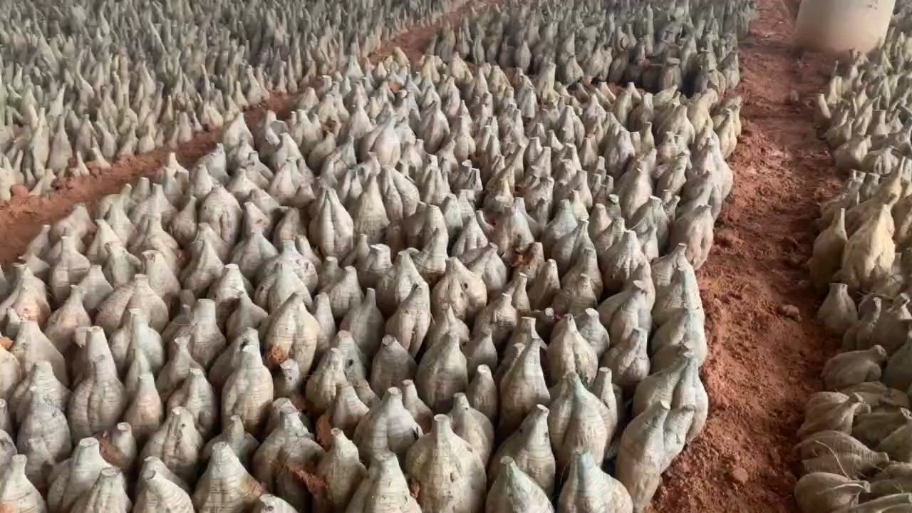 和平县粉葛种植基地航拍图