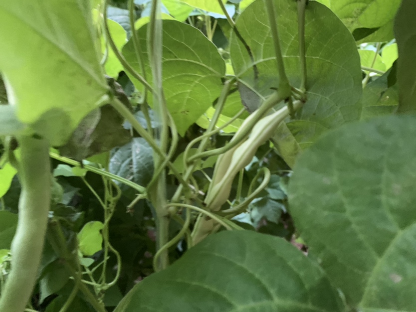 绿扁豆植株特写
