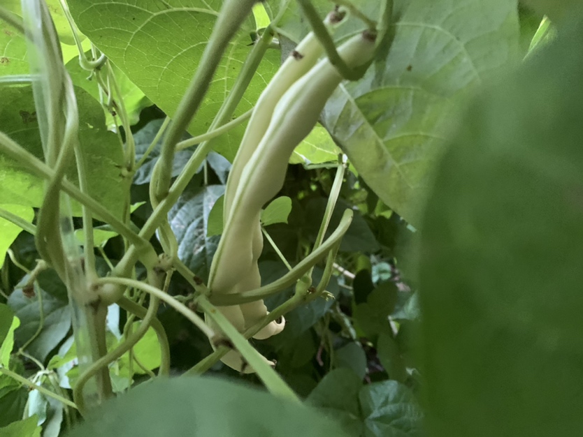 白扁豆成熟期田间实景图