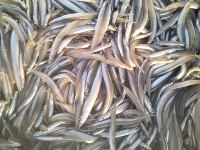 [银鱼批发]辽宁大连瓦房店市银鱼 1.00元/斤油滚子鱼,小银鱼 _ 一亩田