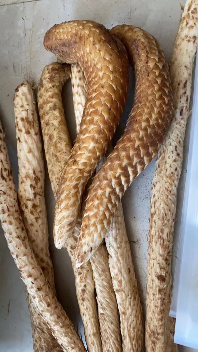 [肉苁蓉批发]甘肃酒泉肃州区肉苁蓉 65.00元/斤肉苁蓉 _ 一亩田