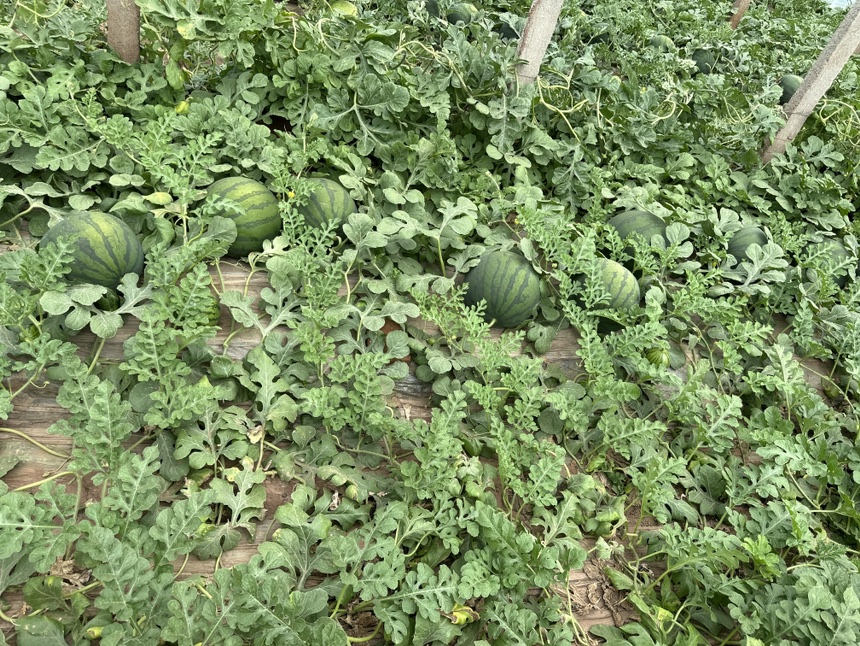 规模化种植场景