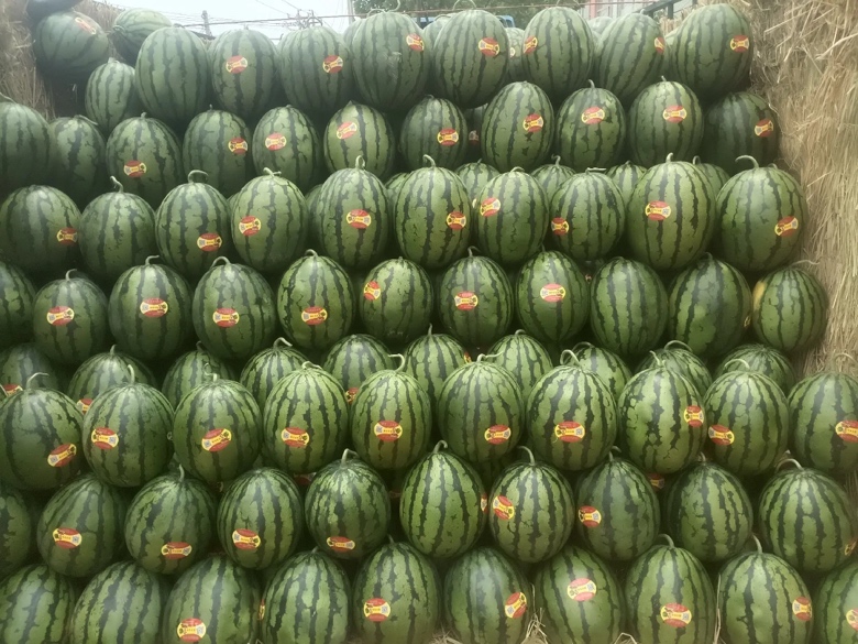 展示甜王西瓜在高端超市的陈列场景,包装精美,标签清晰,消费者正在选购 甜王西瓜在高端超市销售场景