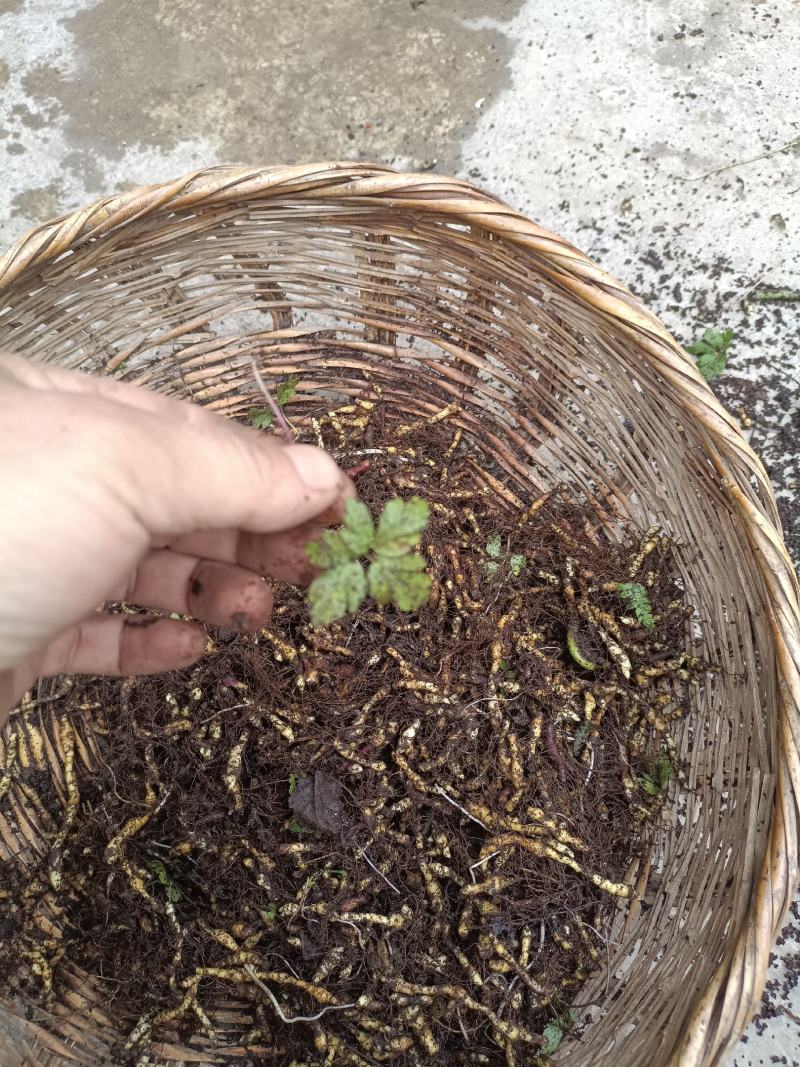 九节菖蒲种植图片