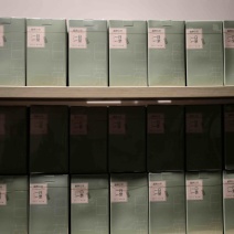 福鼎白茶春茶2019老树寿眉散茶50克1盒一套2盒
