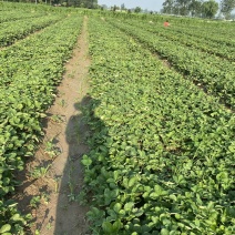 天仙醉奶油假植苗提供技术服务接受大量预定