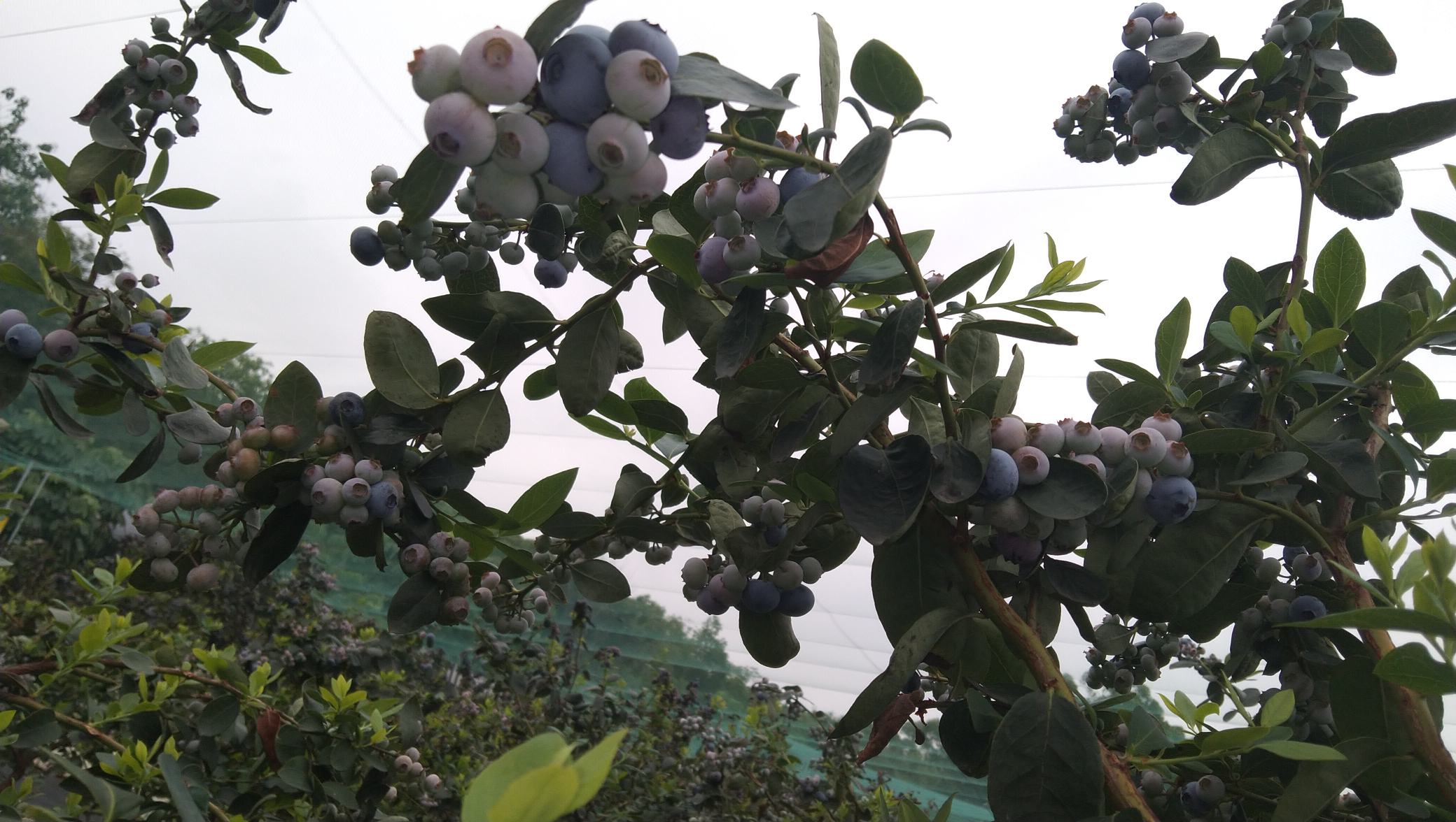 国产蓝莓成熟季节