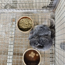 龙猫宠物特种养殖动物呆萌可爱性格温顺