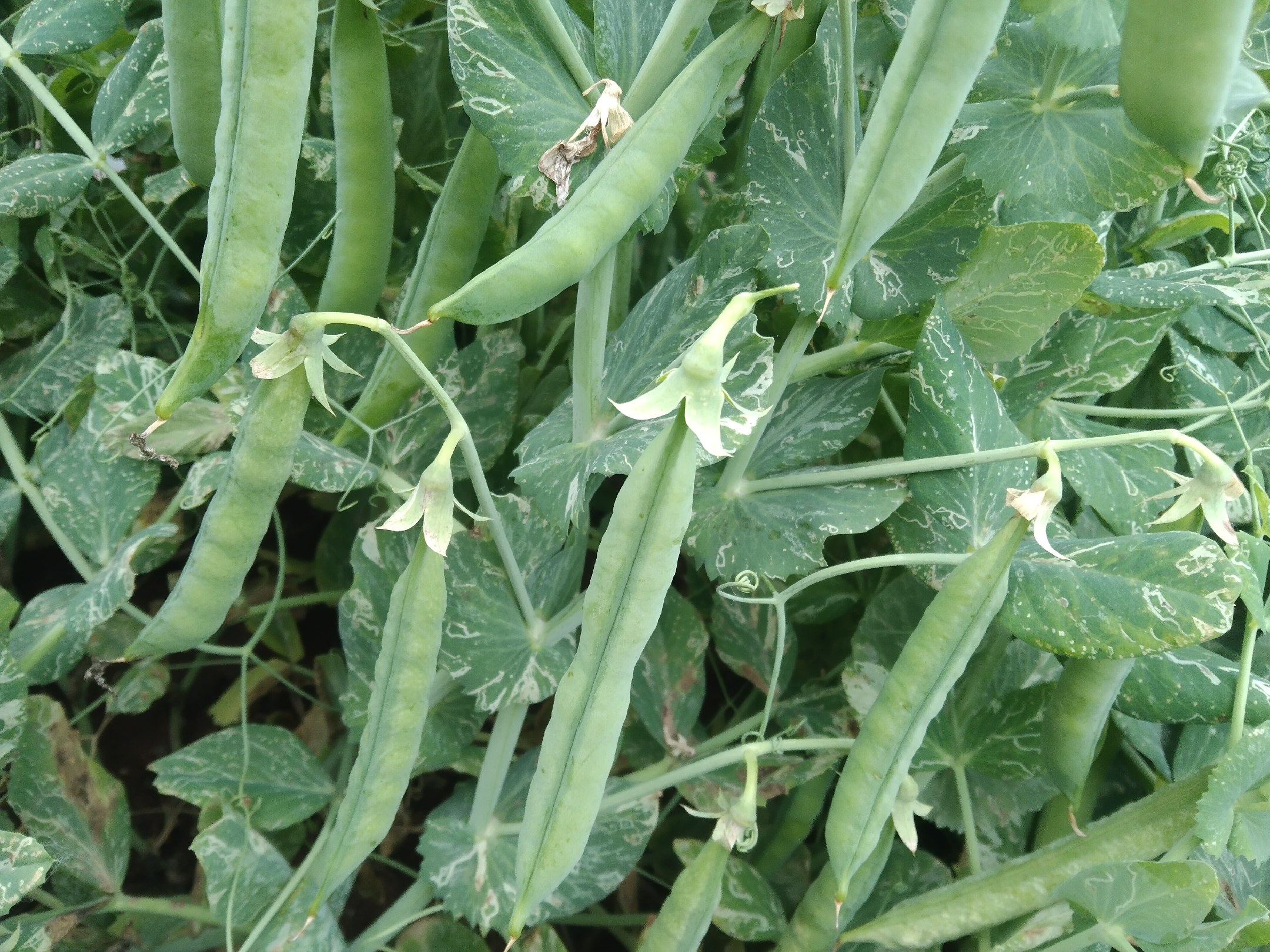 豌豆F2代四种表型示意图