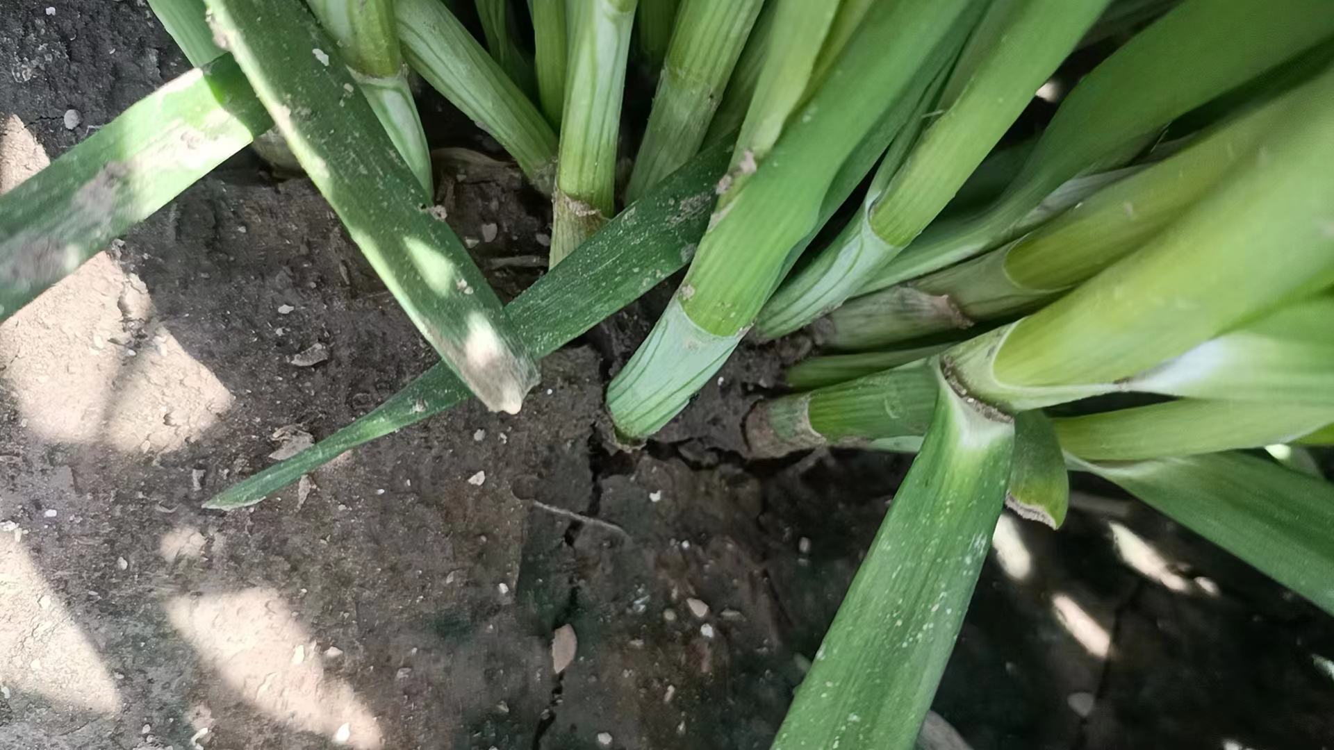 红菜苔田间生长实景图