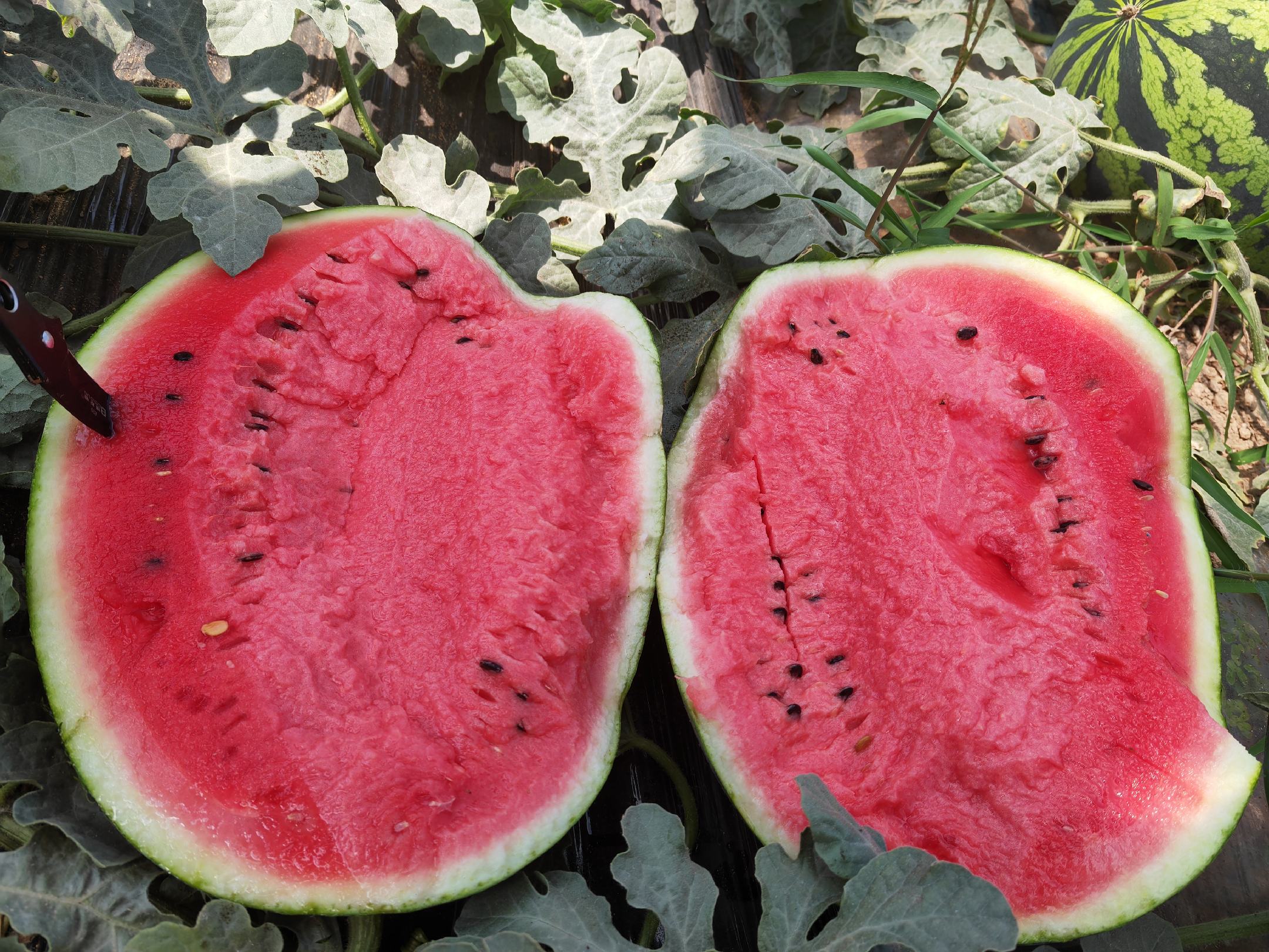 甜王西瓜切开展示