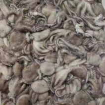 短腿八爪鱼，长腿八爪鱼