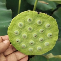 杭州鲜莲蓬嫩莲蓬大量供应发货臻熙农业基地直供