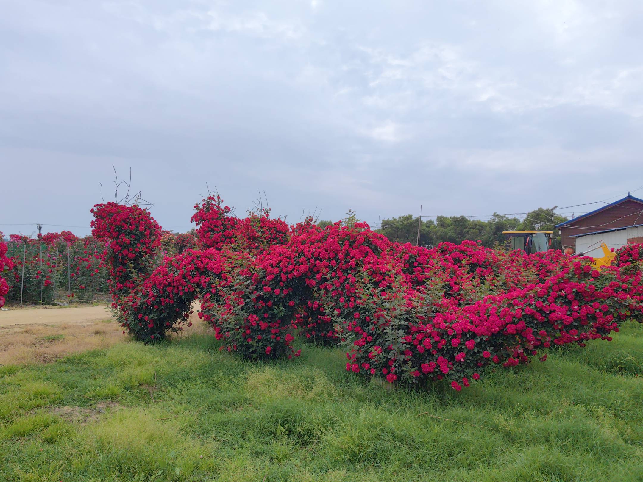 大马士革红在园林景观中的应用实景
