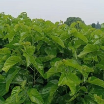 【产地批发】育711桑树苗根系发达成活率高，基地直发