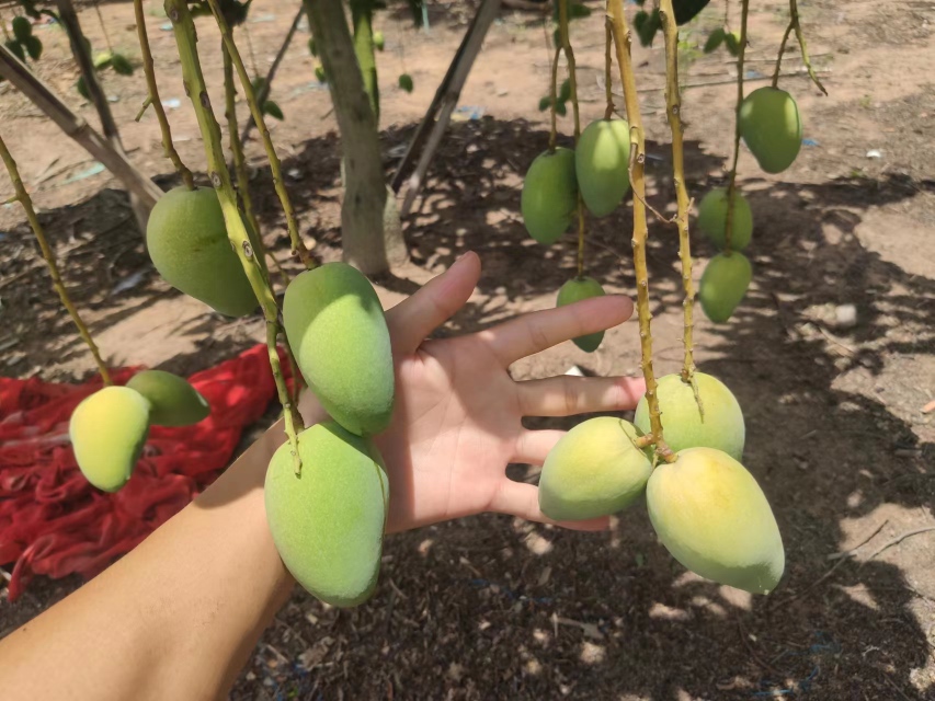 台芒小采摘过程